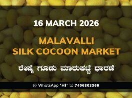 Malavalli Silk Cocoon Market – 16 March 2026