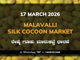 Malavalli Silk Cocoon Market Rates – 17 March 2026