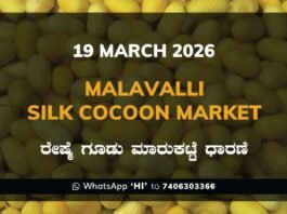 Malavalli Silk Cocoon Market Rates – 19 March 2026