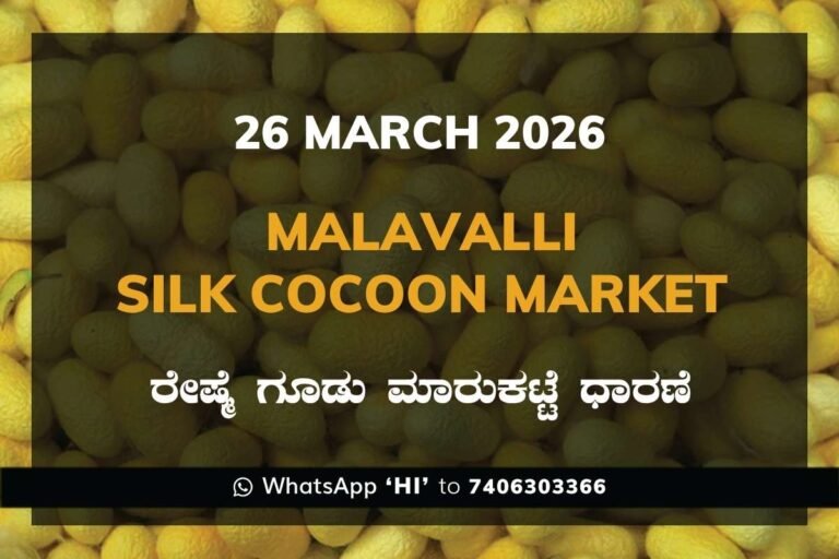 Malavalli Silk Cocoon Market Rates – 26 March 2026