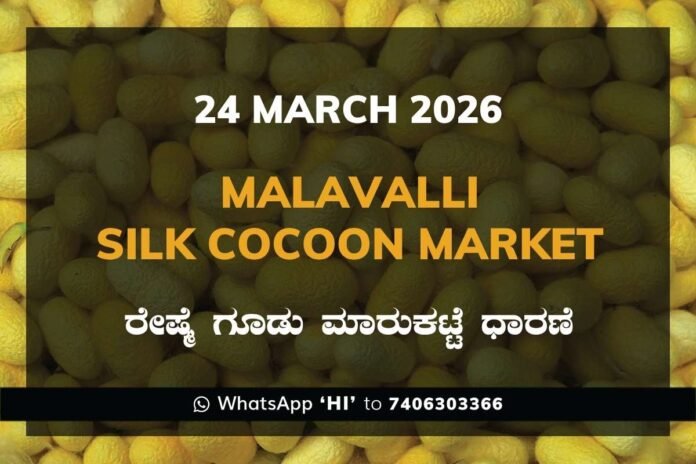 Malavalli Silk Cocoon Market Rates – 24 March 2026