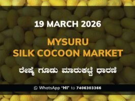 Mysuru Silk Cocoon Market Rates – 19 March 2026