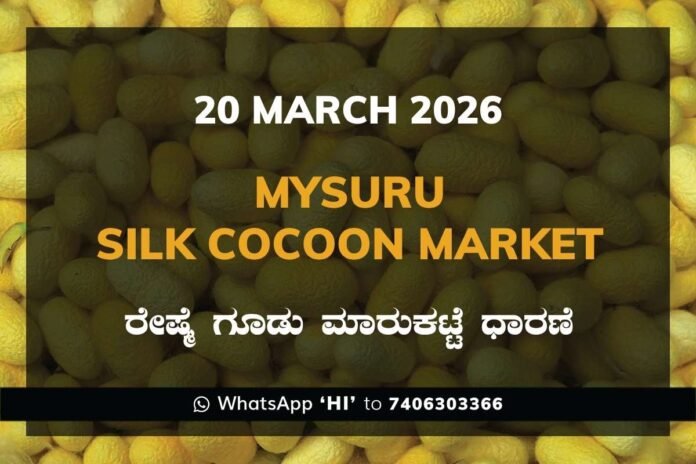 Mysuru Silk Cocoon Market Rates – 20 March 2026
