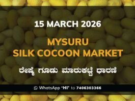 Mysuru Silk Cocoon Market Rates – 15 March 2026