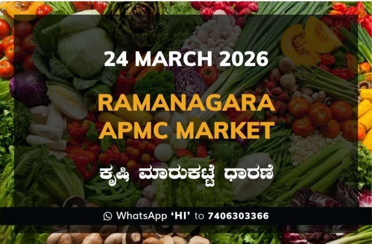 Ramanagara APMC Market Rates – 24 March 2026