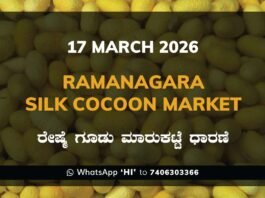 Ramanagara Silk Cocoon Market Rates – 17 March 2026