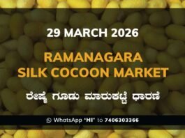 Ramanagara Silk Cocoon Market – 29 March 2026 Ramanagara Silk Cocoon Market Rates – 29 March 2026