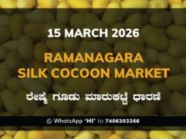 Ramanagara Silk Cocoon Market Rates – 15 March 2026