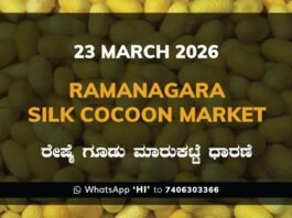Ramanagara Silk Cocoon Market Rates – 23 March 2026