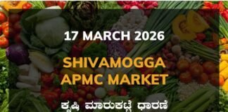 Shivamogga APMC Agriculture Market: 17 March 2026 Shivamogga APMC Market Rates – 17 March 2026