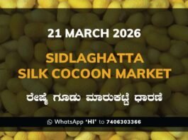 Sidlaghatta Silk Cocoon Market Rates 21 March 2026