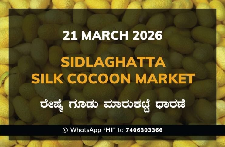 Sidlaghatta Silk Cocoon Market Rates 21 March 2026