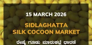 Sidlaghatta Silk Cocoon Market Rates – 15 March 2026