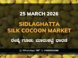 Sidlaghatta Silk Cocoon Market Rates – 25 March 2026