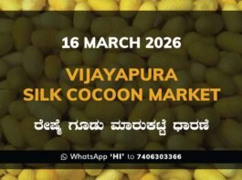 Vijayapura Silk Cocoon Market Rates – 16 March 2026