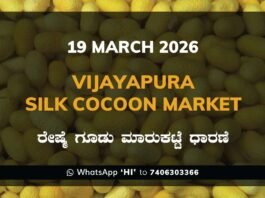 Vijayapura Silk Cocoon Market Rates – 19 March 2026