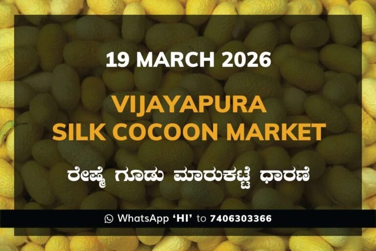 Vijayapura Silk Cocoon Market Rates – 19 March 2026