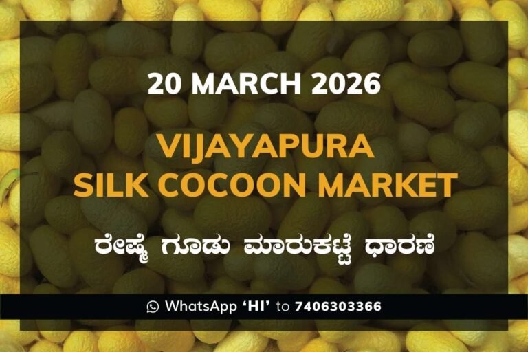 Vijayapura Silk Cocoon Market 20 March 2026