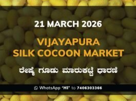 Vijayapura Silk Cocoon Market Rates – 21 March 2026