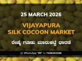 Vijayapura Silk Cocoon Market Rates – 25 March 2026