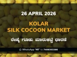 Kolar Silk Cocoon Market – 26 April 2026