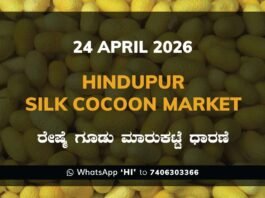 Hindupur Silk Cocoon Market – 24 April 2026