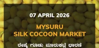 Mysuru Silk Cocoon Market – 07 April 2026 Kanakapura Silk Cocoon Market Rates – 07 April 2026
