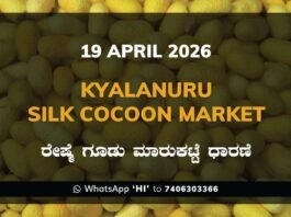 Kyalanuru Silk Cocoon Market – 19 April 2026
