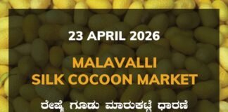 Malavalli Silk Cocoon Market – 23 April 2026 Malavalli Silk Cocoon Market – 23 April 2026