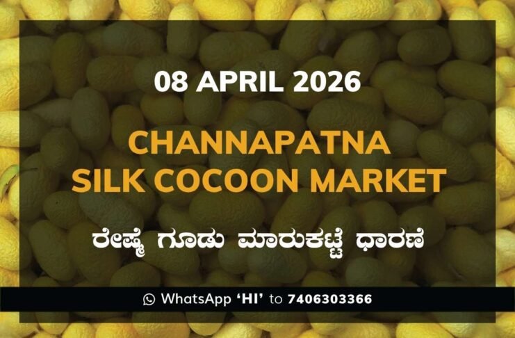 Channapatna Silk Cocoon Market Rates – 08 April 2026