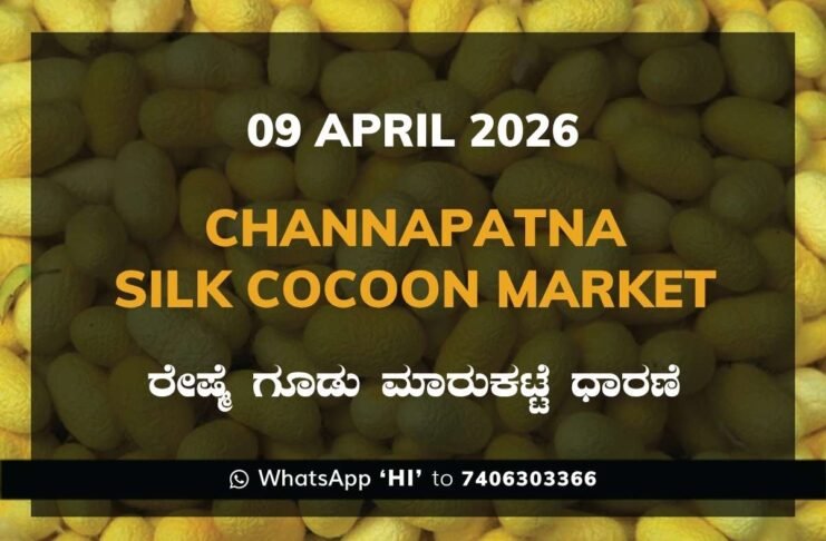 Channapatna Silk Cocoon Market Rates – 09 April 2026