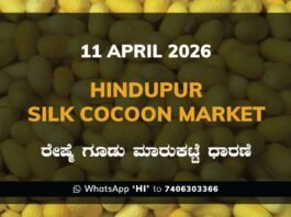 Hindupur Silk Cocoon Market Rates – 11 April 2026