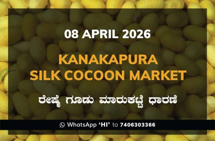 Kanakapura Silk Cocoon Market Rates – 08 April 2026