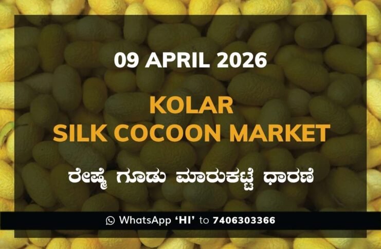 Kolar Silk Cocoon Market Rates – 09 April 2026