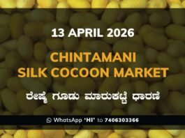 Kolar Silk Cocoon Market Rates – 13 April 2026