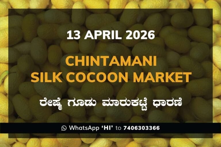 Kolar Silk Cocoon Market Rates – 13 April 2026