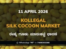 Kollegal Silk Cocoon Market Rates – 11 April 2026