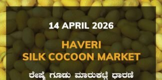 Kollegal Silk Cocoon Market – 14 April 2026