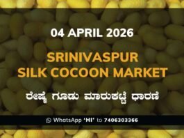 Kyalanuru Silk Cocoon Market Rates – 04 April 2026