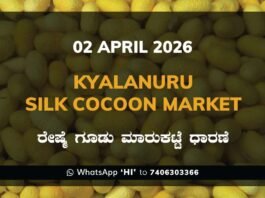 Kyalanuru Silk Cocoon Market Rates – 02 April 2026
