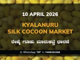 Kyalanuru Silk Cocoon Market Rates – 10 April 2026