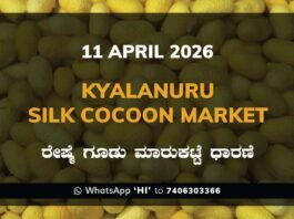 Kyalanuru Silk Cocoon Market Rates – 11 April 2026