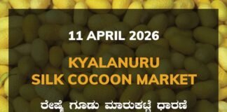Kyalanuru Silk Cocoon Market – 11 April 2026 Kyalanuru Silk Cocoon Market Rates – 11 April 2026