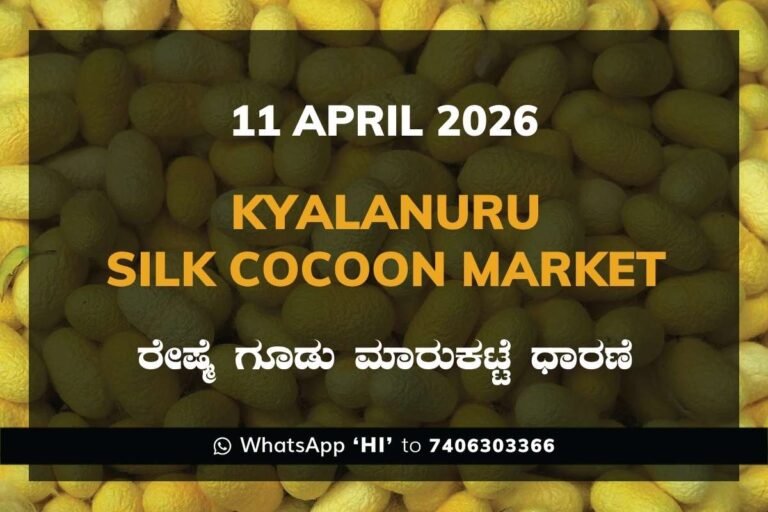 Kyalanuru Silk Cocoon Market Rates – 11 April 2026