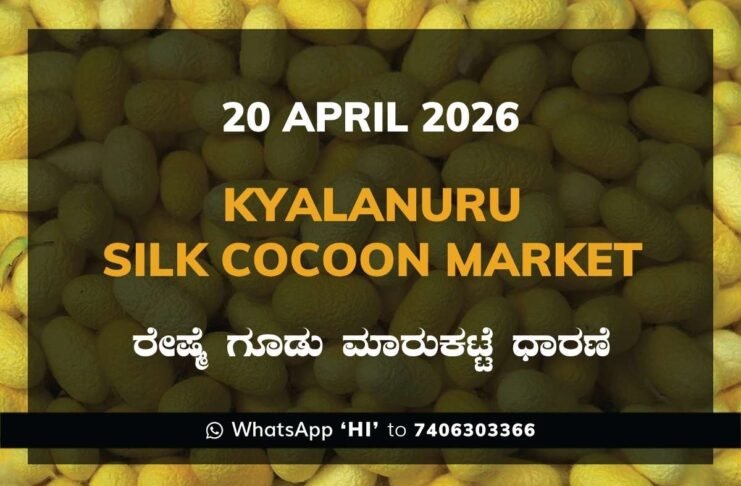 Kyalanuru Silk Cocoon Market Rates – 20 April 2026