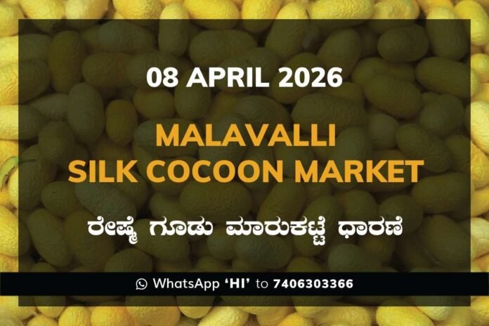 Malavalli Silk Cocoon Market Rates – 08 April 2026