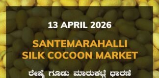 Malavalli Silk Cocoon Market – 13 April 2026 Malavalli Silk Cocoon Market Rates – 13 April 2026