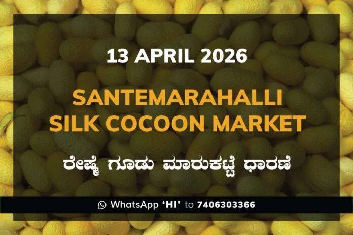 Malavalli Silk Cocoon Market Rates – 13 April 2026