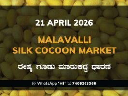 malavalli Silk Cocoon Market Rates – 21 April 2026
