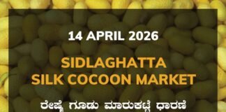 Malavalli Silk Cocoon Market – 14 April 2026